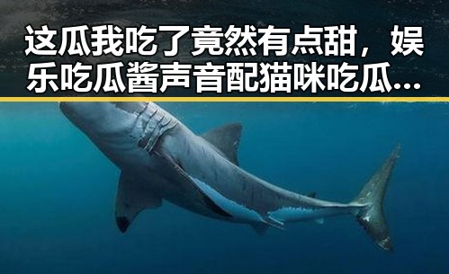 这瓜我吃了竟然有点甜，娱乐吃瓜酱声音配猫咪吃瓜视频大盘引发反差感